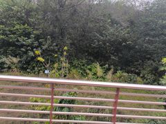 -王借岗森林公园