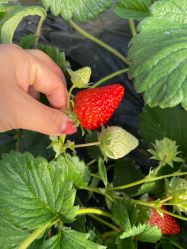 -蓝呗呗蓝莓草莓采摘园(通州区马驹桥店)