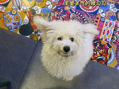 -1988韩式炸鸡料理(麦凯乐店)