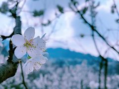 -樱桃山旅游景区