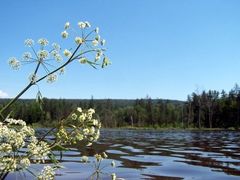 -五营红松林海景区
