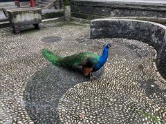 -都江堰普照寺
