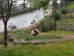 -中国大熊猫保护研究中心雅安碧峰峡基地