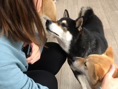 -柴犬高等学院·狗咖·柴犬售卖·宠物训练