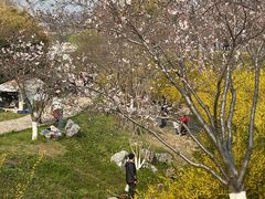 -羊山湖公园
