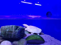 -上海海洋水族馆