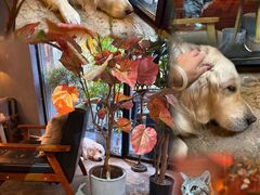 -咖法森林·咖啡  酒吧(天河店)