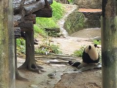 -都江堰中华大熊猫苑