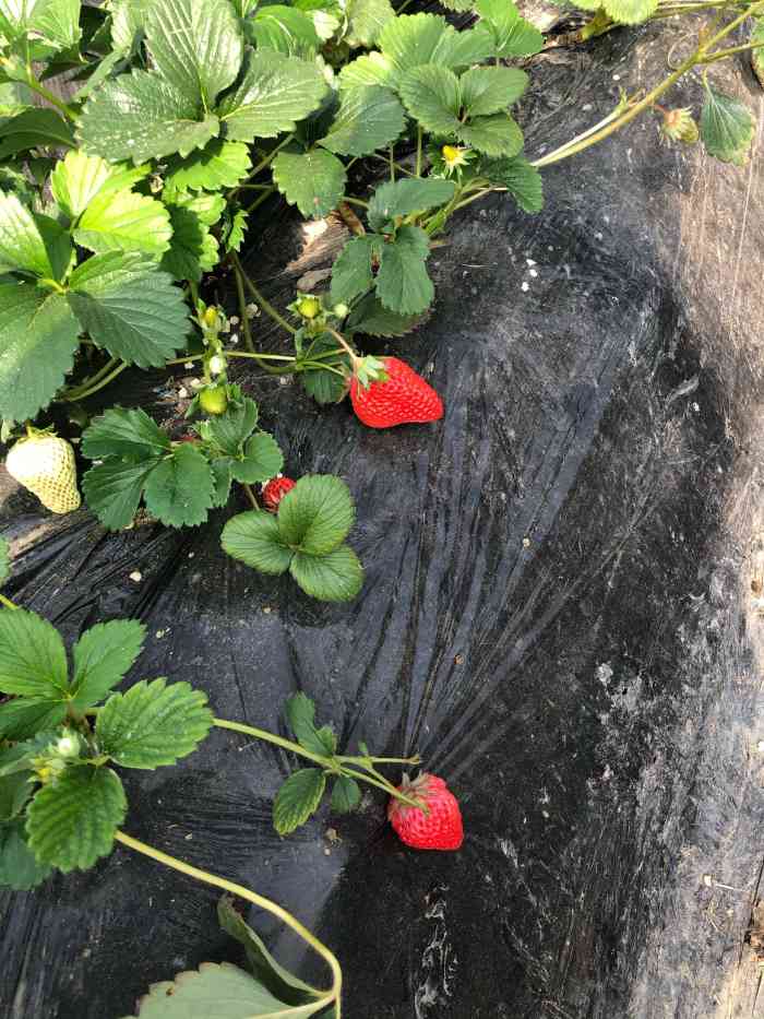 蓝呗呗蓝莓草莓采摘园通州区马驹桥店