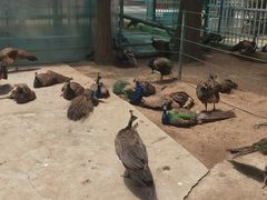 -荆州中山公园动物园