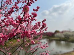 -花开海上生态园