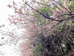 -杭州半山国家森林公园