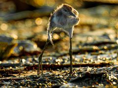 -福田红树林生态公园