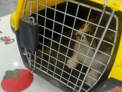 -芭比堂动物医院·CT·微创中心(新顺分院)