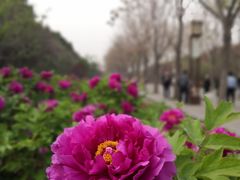 -洛阳市隋唐城遗址植物园