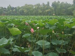 -长春市南湖公园