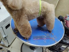 -佳雯宠物医院·皮肤科·内外科(春晓路分院)