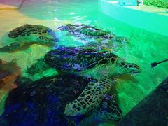 -华夏文旅海洋公园