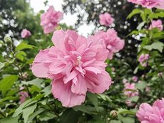 -橘子洲景区