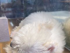 -FAELING PETS美天灵宠物(富力广场店)