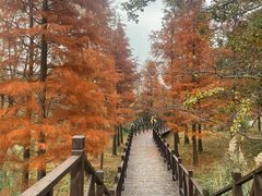 -贡湖湾湿地公园