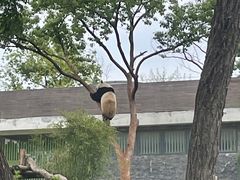 -武汉动物园