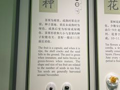 -中国茶叶博物馆(双峰馆区)