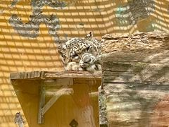 -青藏高原野生动物园