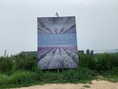 -北京东方普罗旺斯薰衣草庄园