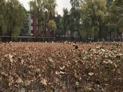 -四川大学(望江校区)