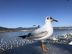 -海埂大坝