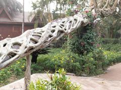 -瑞丽独树成林风景区