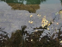 -成都市活水公园