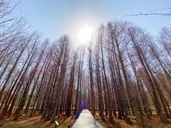 -溱湖国家湿地公园