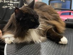 -十年猫舍·猫咪专门店(普陀店)