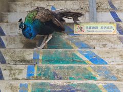 -西双版纳原始森林公园
