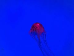 -沈阳海洋探索中心