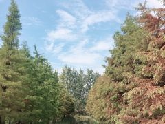 -溱湖国家湿地公园