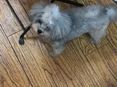 -志龙皇冠吃货椰子铺