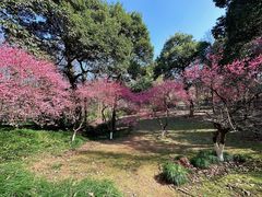-杭州植物园