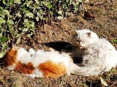 -国家图书馆·古籍馆