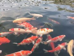 -湖鲜楼