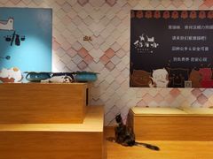 -猫冇咖·家门口的撸猫馆(大融城店)