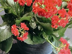 -曼格纳·曼芯馆(杨浦店)
