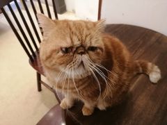 -猫友咖啡店(玉林西路店)
