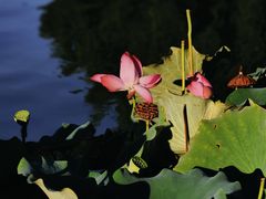 -莲花池公园
