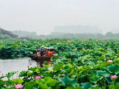 -荷塘月色湿地公园·向阳花洲