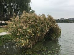 -昆山城市生态森林公园