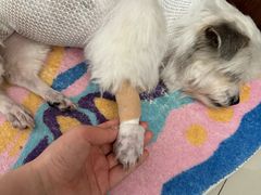 -关爱动物医院·心脏·中兽医·异宠(金牛路分院)