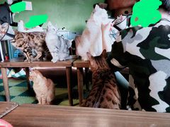 -猫猫幼稚园·撸猫·桌游·电玩